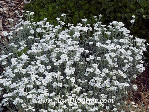 Snow in Summer (Cerastium tomentosa) A nicely grown plant with the grayish foliage and white flowers.